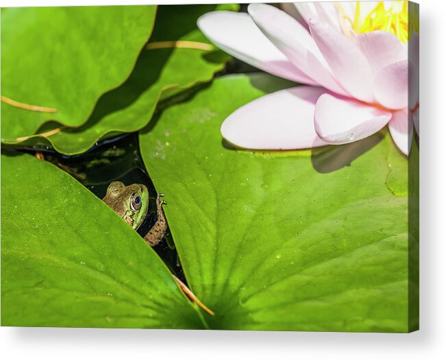A Frog Peaking Through The Lily Pads Acrylic Print By Debra Brash Design Pics A Frog Peaking Through The Lily Pads Acrylic Print By Debra Brash Design Pics