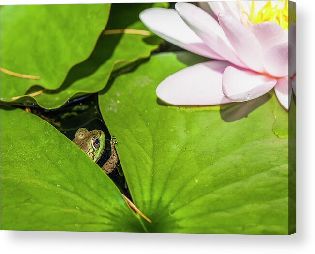 Vancouver Island Acrylic Print featuring the photograph A Frog Peaking Through The Lily Pads by Debra Brash / Design Pics