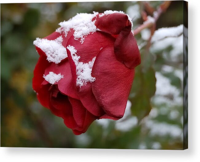 Roses Acrylic Print featuring the photograph A Passing Unrequited - Rose In Winter by Steven Milner