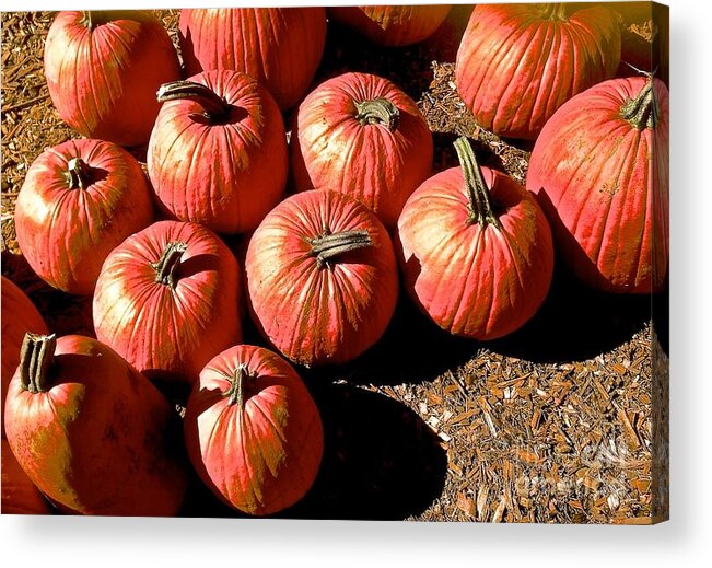 Pumpkins Acrylic Print featuring the photograph A Pile of Pumpkins by Christy Gendalia