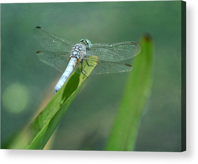 Blue Dasher Dragonfly Acrylic Print featuring the photograph A Place In The Sun 2 by Fraida Gutovich