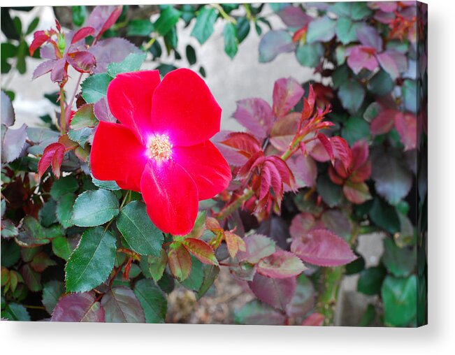 Rose Acrylic Print featuring the photograph A Real Knockout by Connie Fox