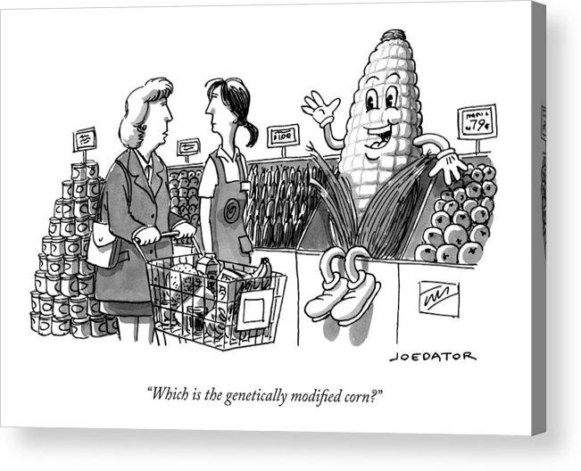 Which Is The Genetically Modified Corn? Acrylic Print featuring the drawing Which is the genetically modified corn by Joe Dator