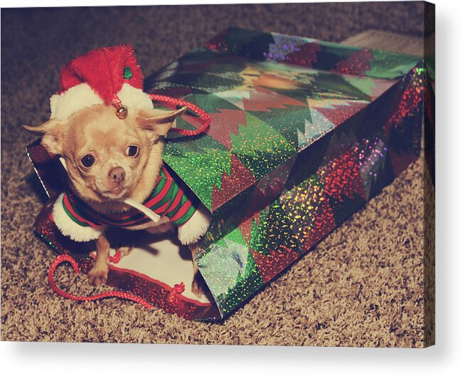 Dog Acrylic Print featuring the photograph A Sweet Christmas Surprise by Laurie Search