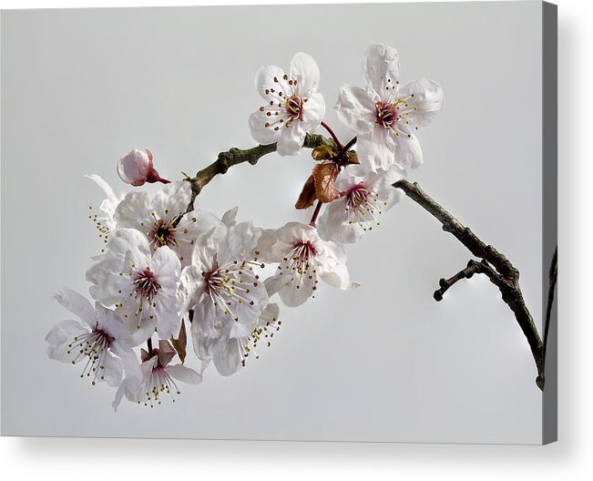 Nature Acrylic Print featuring the photograph A Touch of Spring by Shirley Mitchell