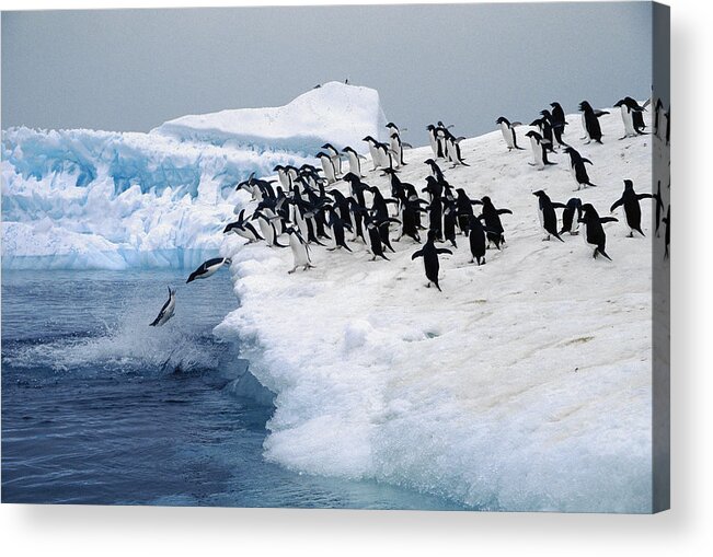 Feb0514 Acrylic Print featuring the photograph Adelie Penguins Leaping Fro Iceberg by Colin Monteath
