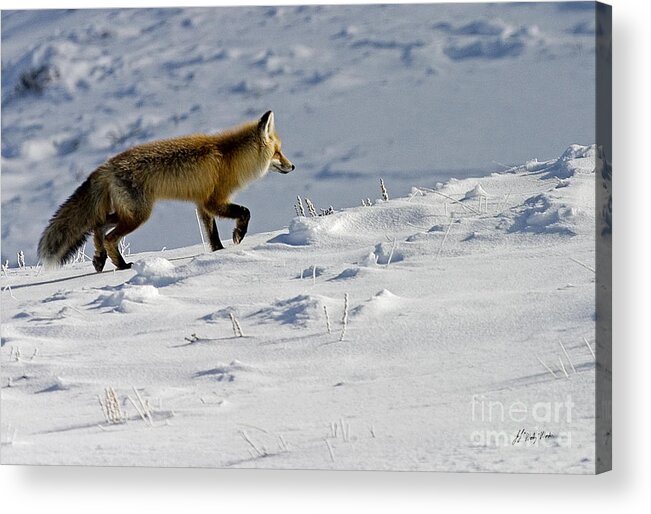 Vulpes Vulpes Acrylic Print featuring the photograph Against The Glare-Signed by J L Woody Wooden