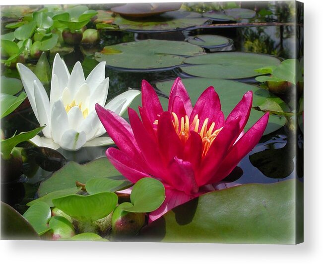 Waterlily Acrylic Print featuring the photograph Albatross and Attraction by Mike Kling