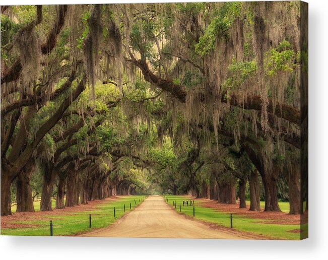Boone Hall Plantation Acrylic Print featuring the photograph Alley of the Oaks by Marzena Grabczynska Lorenc