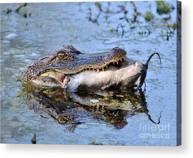 Alligator Acrylic Print featuring the photograph Alligator Catches Catfish by Kathy Baccari
