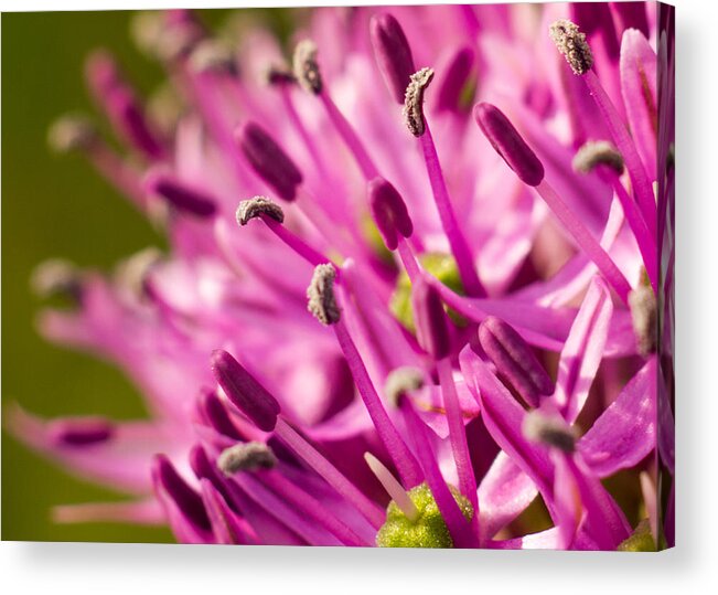 Flower Acrylic Print featuring the photograph Allium 1 by Carl Engman