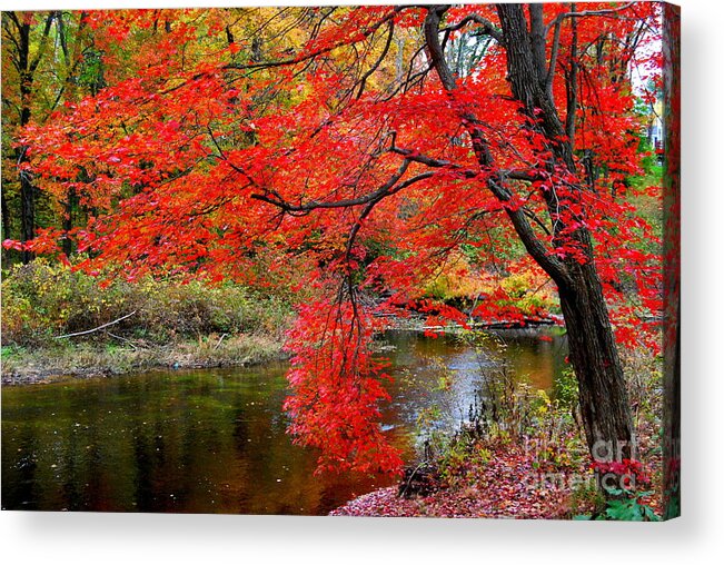 New Hampshire Acrylic Print featuring the photograph Along The Lamprey by Eunice Miller