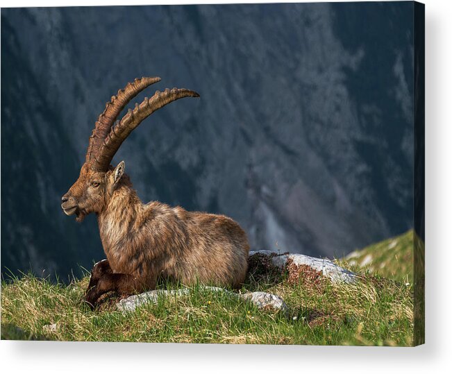 Alpine Acrylic Print featuring the photograph Alpine Ibex by Ales Krivec