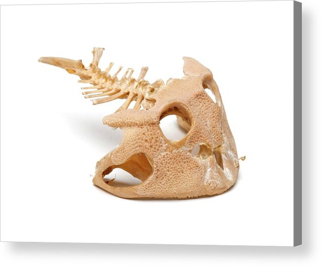 Anatomy Acrylic Print featuring the photograph Amazonian Horned Frog Skull by Ucl, Grant Museum Of Zoology
