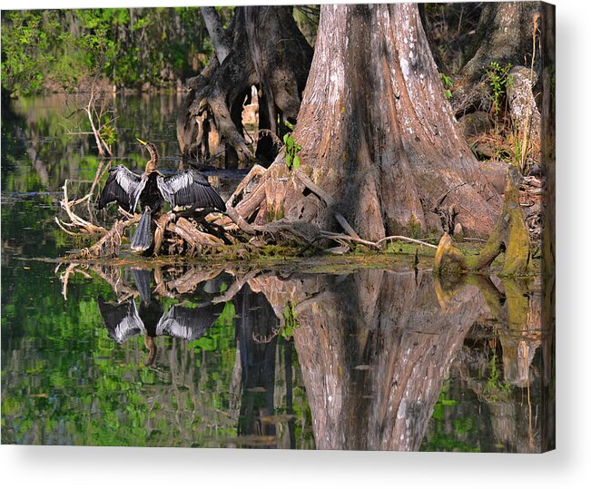Florida Acrylic Print featuring the photograph American Anhinga or Snake-Bird by Alexandra Till