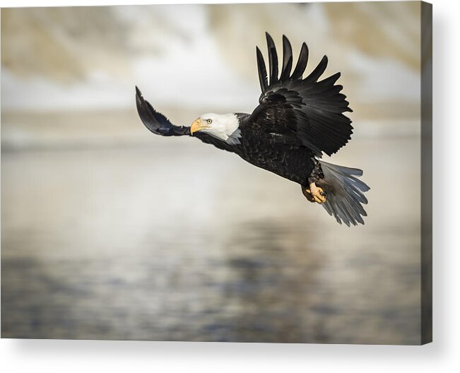 American Bald Eagle Acrylic Print featuring the photograph American Bald Eagle 2015-22 by Thomas Young