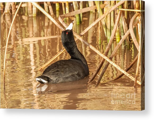 Al Andersen Acrylic Print featuring the photograph American Coot Looking Up by Al Andersen