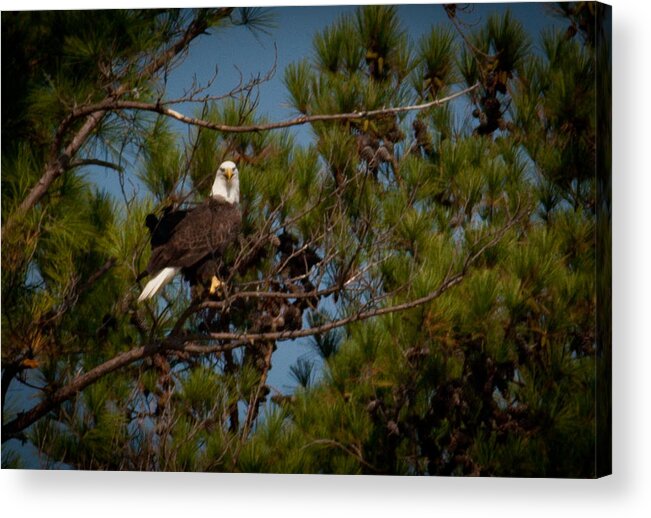 American Eagle Acrylic Print featuring the digital art American Pride by Linda Unger