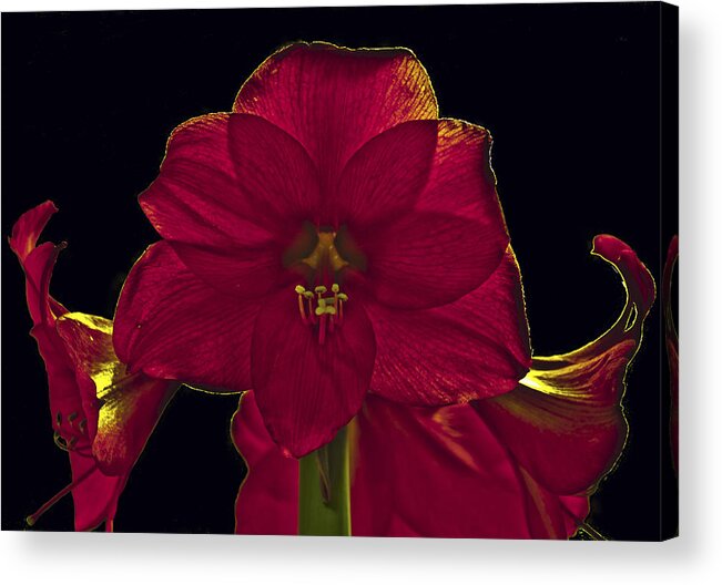 Flower Acrylic Print featuring the photograph Amyrillis by Suanne Forster