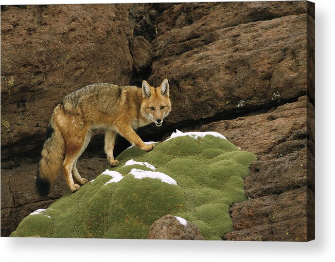 Feb0514 Acrylic Print featuring the photograph Andean Red Fox Altiplano Bolivia by Pete Oxford