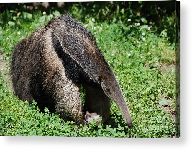 Anteater Acrylic Print featuring the photograph Anteater by DejaVu Designs