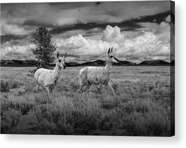 Antelope Acrylic Print featuring the photograph Antelope Pair in Monochrome by Randall Nyhof