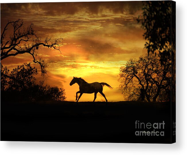 Horse Acrylic Print featuring the photograph Appaloosa Sunset by Stephanie Laird