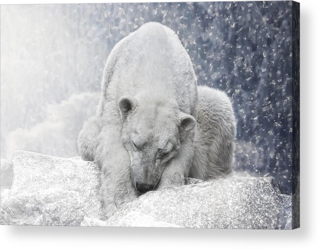 Animal Acrylic Print featuring the photograph Arctic Giant Sleeping by Joachim G Pinkawa