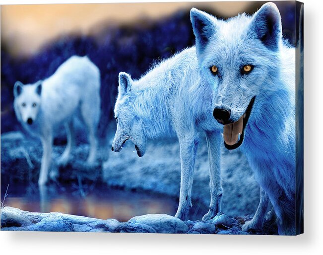 Wolf Acrylic Print featuring the photograph Arctic White Wolves by Mal Bray