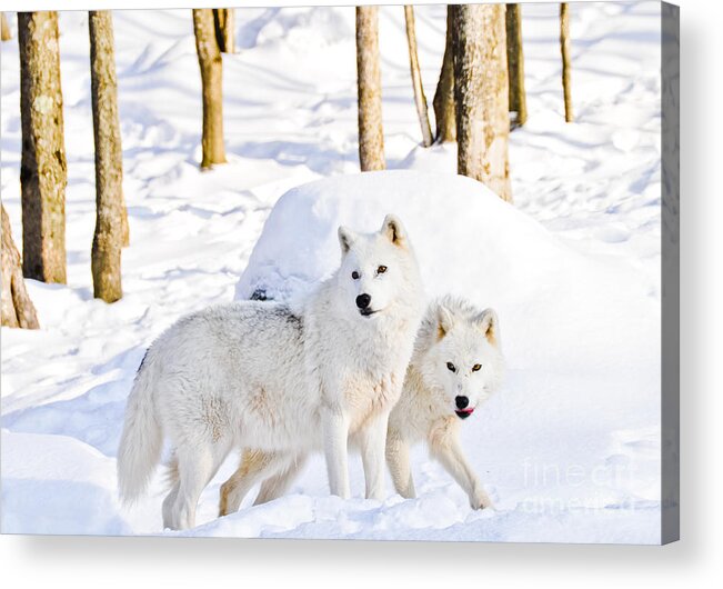 Arctic Wolves Acrylic Print featuring the photograph Arctic Wolves by Cheryl Baxter