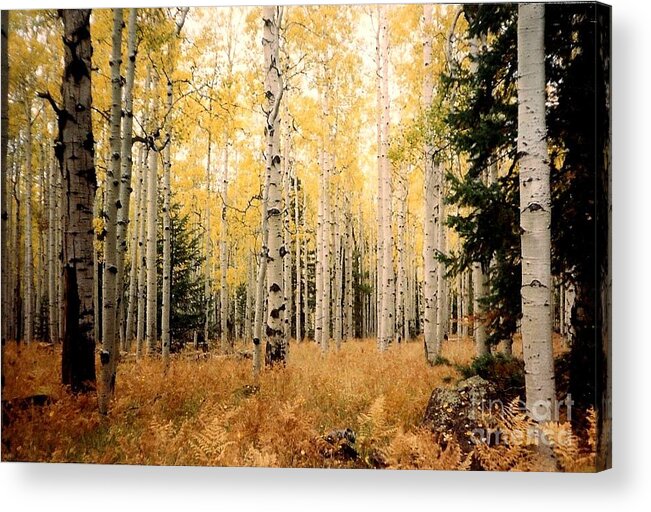 Landscape Acrylic Print featuring the photograph Aspens by Fred Wilson