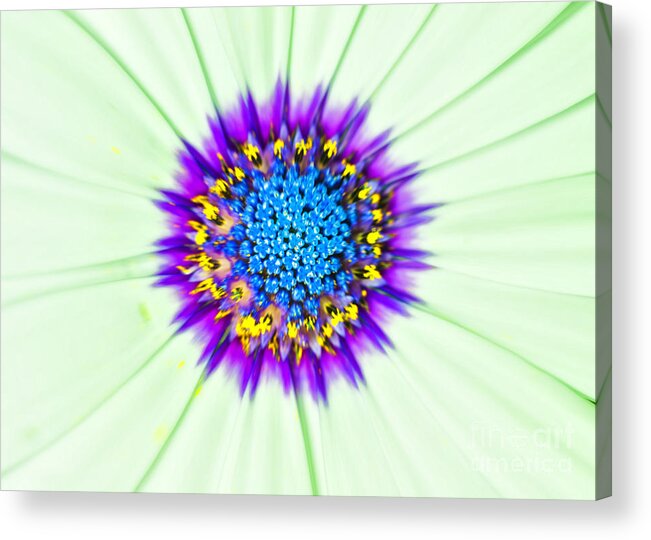 Aster Acrylic Print featuring the photograph Aster Number Two by Barry Weiss