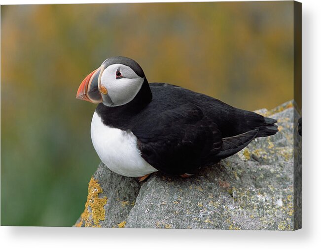 Mp Acrylic Print featuring the photograph Atlantic Puffin In Breeding Colors #1 by Yva Momatiuk and John Eastcott