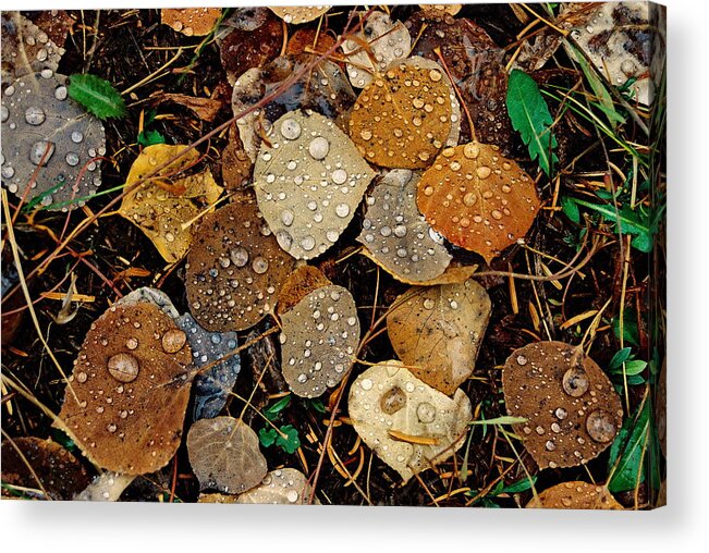 Aspen Acrylic Print featuring the photograph Autumn Dew by Ron Weathers