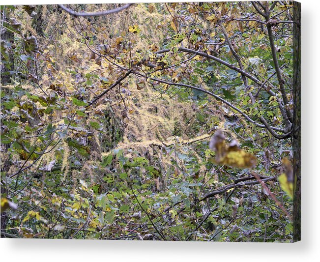 Autumn Acrylic Print featuring the photograph Autumn foliage Linacre by Jerry Daniel