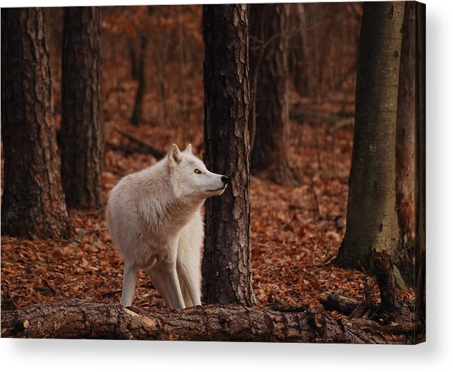 Wolf Acrylic Print featuring the photograph Autumn Gaze by Lori Tambakis