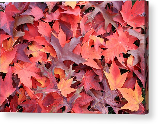 Autumn Acrylic Print featuring the photograph Autumn Reds by Gerry Bates