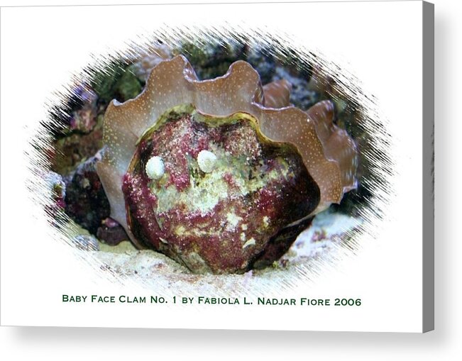 Photography Acrylic Print featuring the photograph Baby Face Clam No. 1 by Fabiola L Nadjar Fiore