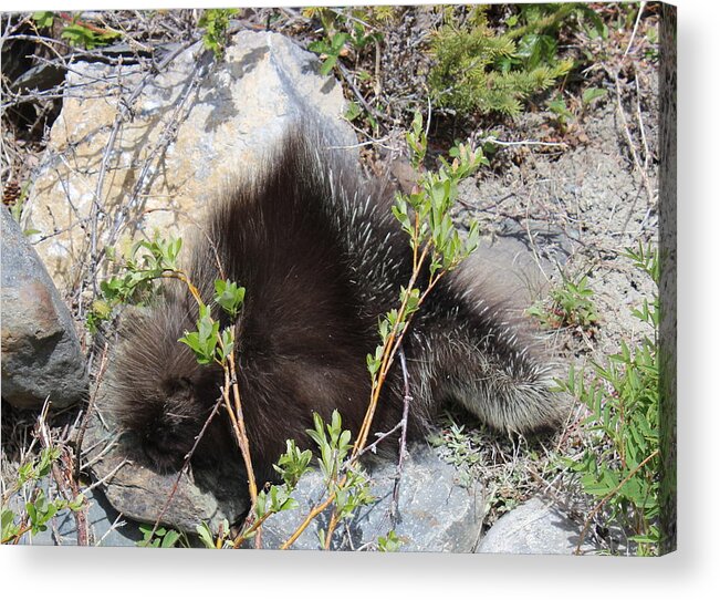 Wildlife Acrylic Print featuring the photograph Baby Porcupine by Stephen Dyck