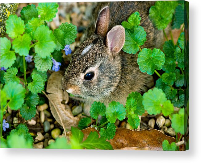 Nature Acrylic Print featuring the photograph Baby Rabbit by Virginia Folkman