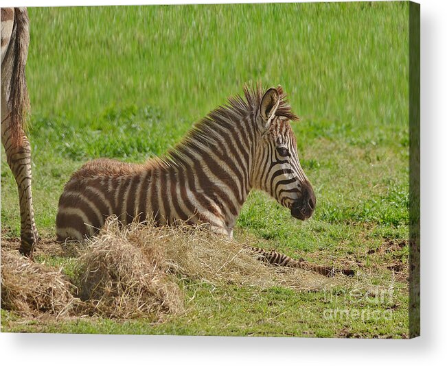 Zebra Acrylic Print featuring the photograph Baby Zebra Resting by Kathy Baccari