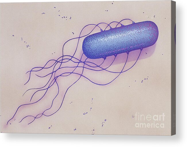 Anthrax Acrylic Print featuring the photograph Bacillus Sp by Chris Bjornberg