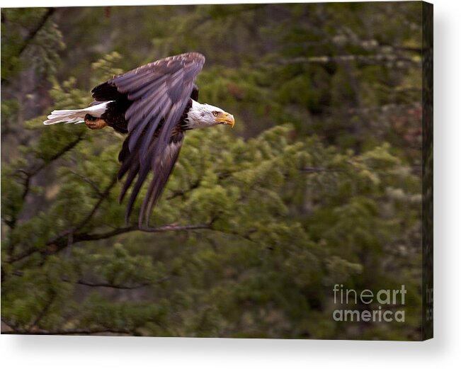 Haliaeetus Leucocphalus Acrylic Print featuring the photograph Bald Eagle  #6865 by J L Woody Wooden