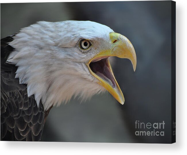 Bald Eagle Acrylic Print featuring the photograph Bald Eagle by Savannah Gibbs