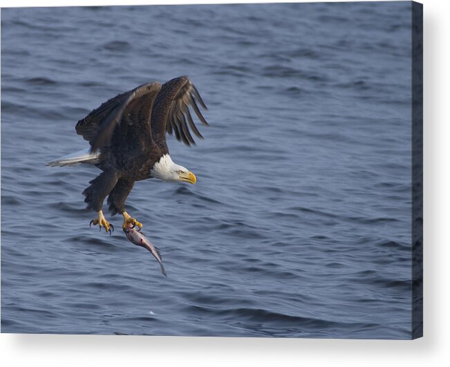 Bald Acrylic Print featuring the photograph Bald Eagle with a Fish by Larry Bohlin