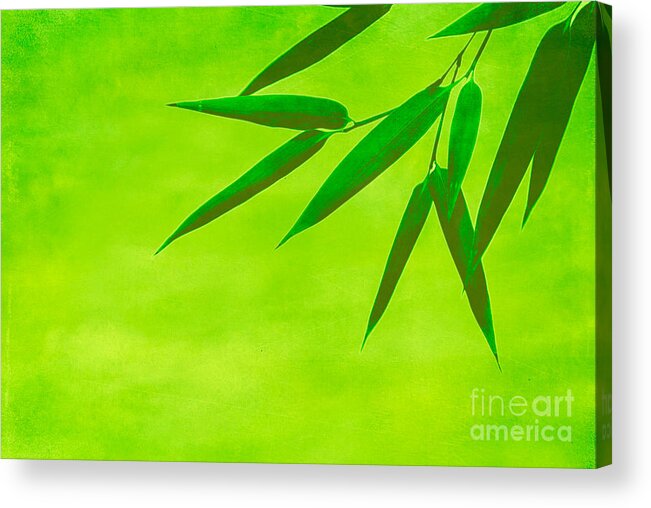 Asia Acrylic Print featuring the photograph Bamboo Leaves by Hannes Cmarits