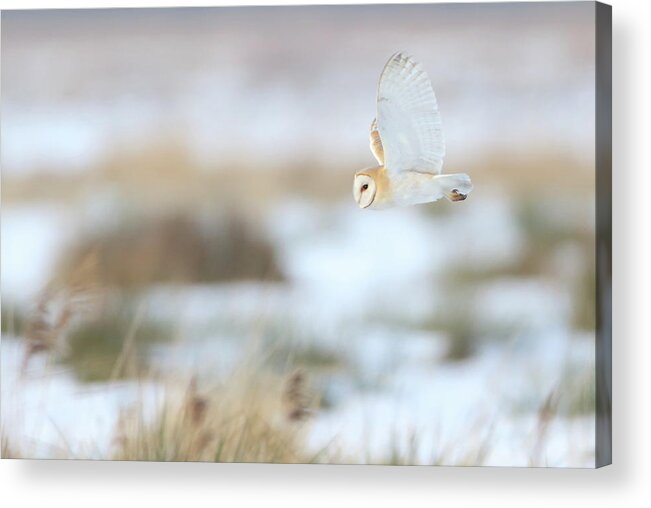 Snow Acrylic Print featuring the photograph Barn Owl by Mikemcken