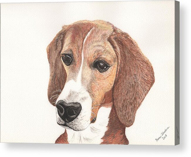 Beagle Acrylic Print featuring the painting Beagle Dog Portrait by Yvonne Johnstone