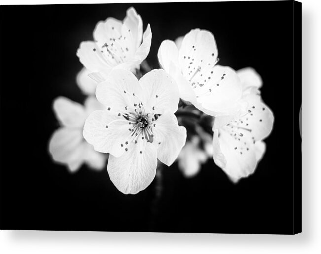 Apple Blossom Acrylic Print featuring the photograph Beautiful blossoms in black and white by Matthias Hauser