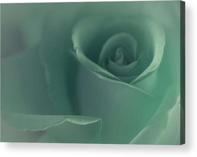 Simple Rose Acrylic Print featuring the photograph Beautiful Memory by The Art Of Marilyn Ridoutt-Greene